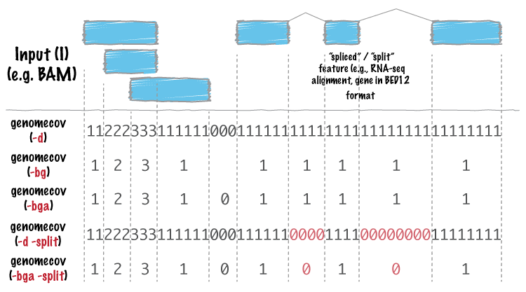 How bedtools genomecov works