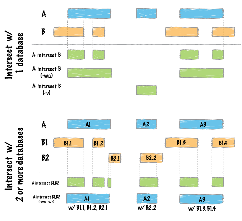 How bedtools intersect works with one or more files
