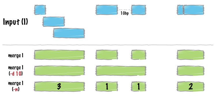 How bedtools merge works